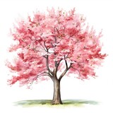 watercolor painting of cherry blossom tree on white background