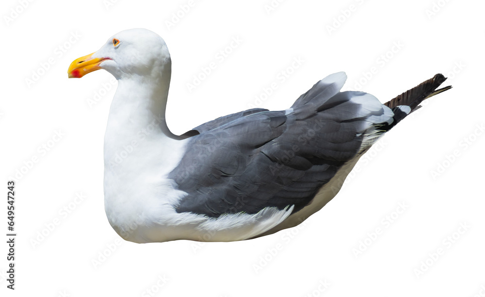 Obraz premium An isolated nesting seagull sits against a blank background