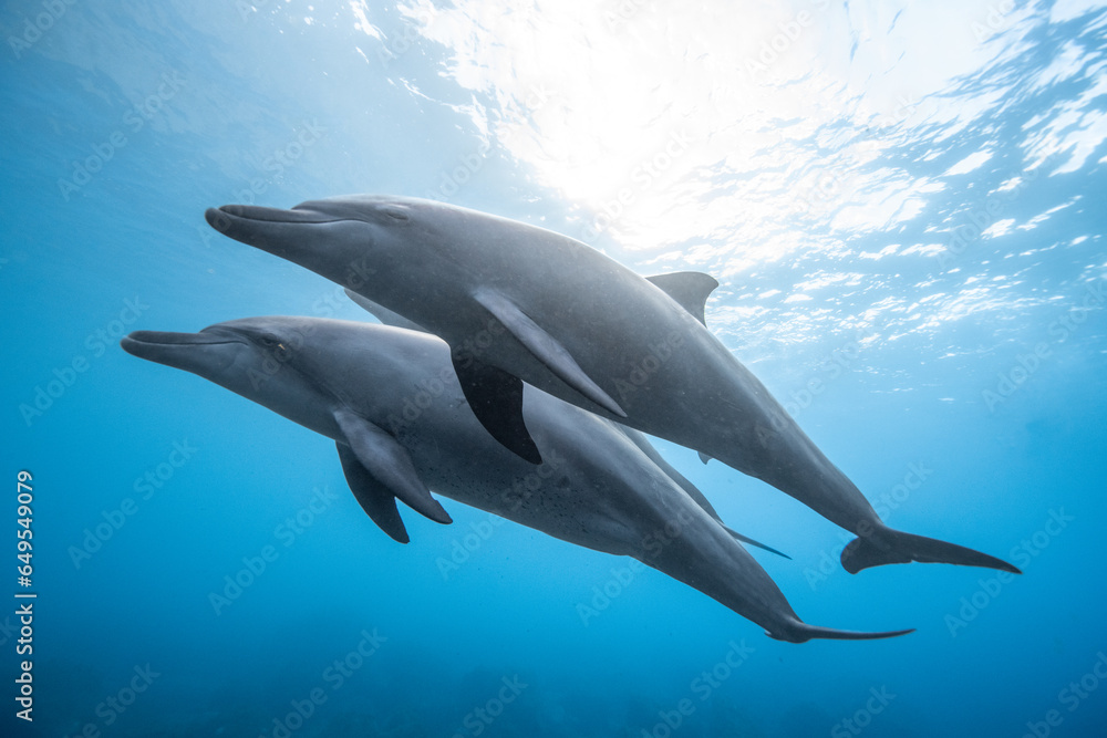 Fototapeta premium イルカ dolphin