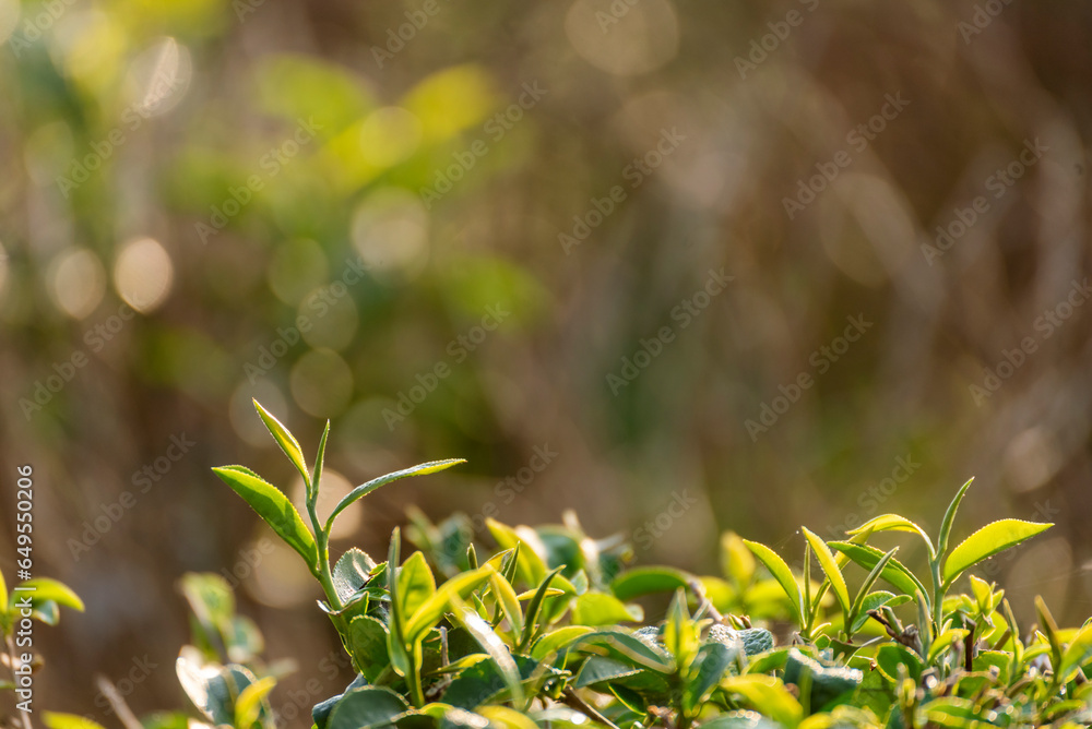 Obraz premium Green tea tree leaves field young tender bud herbal Green tea tree in camellia sinensis organic farm. Close up Fresh Tree tea plantations mountain green nature in herbal farm plant background morning