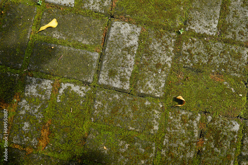 mossy paving background with sunshine