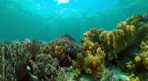 Tropical Fishes on Coral Reef, underwater scene. Colourful tropical coral reef. Scene reef. Philippines.