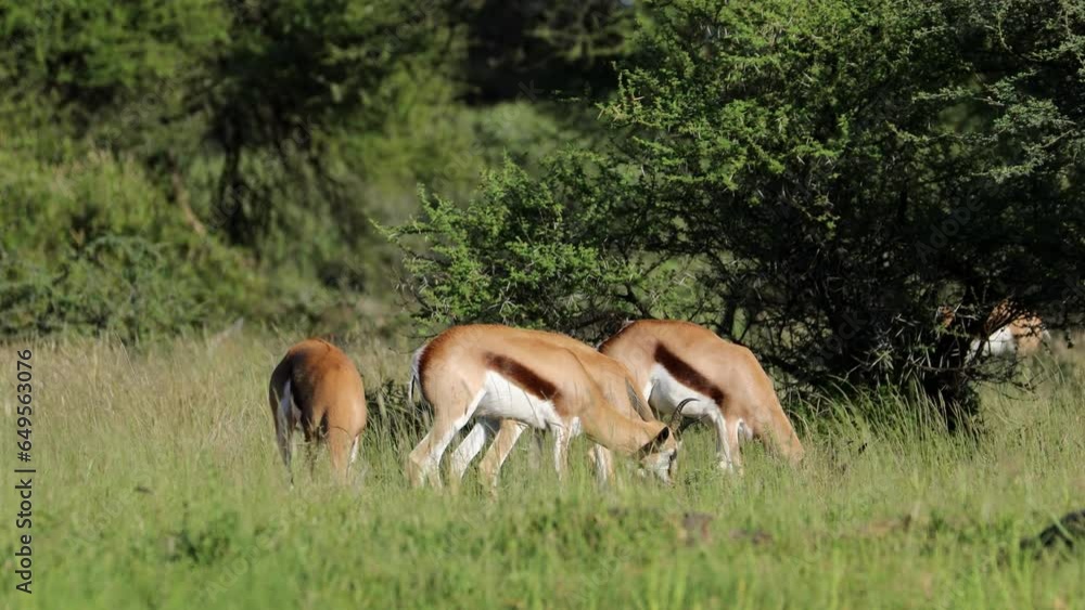 Springbok antelopes (Antidorcas marsupialis) feeding in natural habitat, Mokala National Park, South Africa Springbok antelopes (Antidorcas marsupialis) feeding in natural habitat, Mokala National Park, South Africa