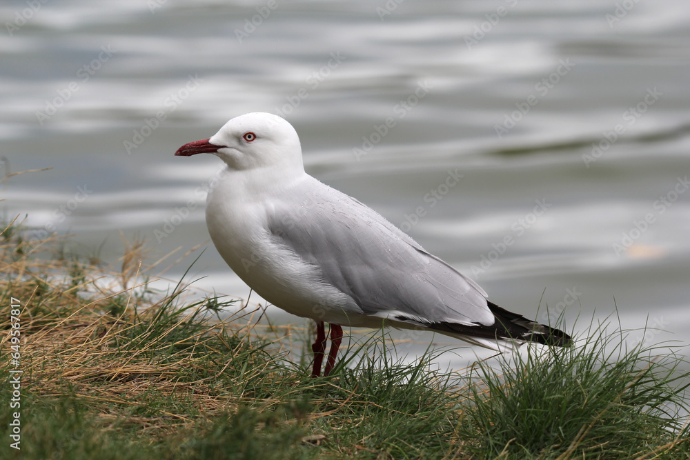 Silver gull seagull bird standing on grass next to water Silver gull seagull bird standing on grass next to water
