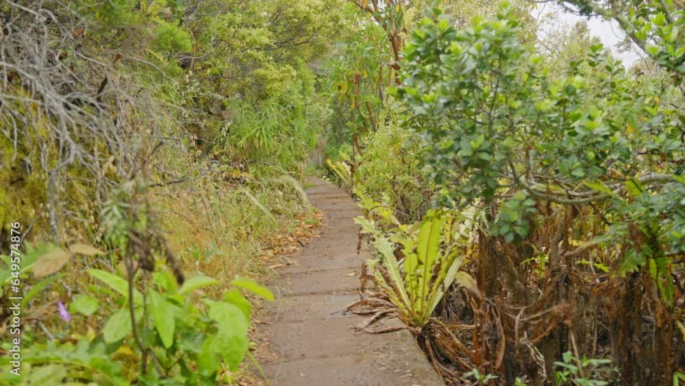 Trail crossing the forest. Path to Guimar valley. Slow motion Trail crossing the forest. Path to Guimar valley. Slow motion