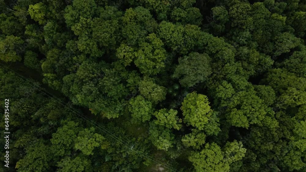 Top down bird's eye view above electricity utility pole wires cutting through forest, electricity to lakeside homes in forest Top down bird's eye view above electricity utility pole wires cutting through forest, electricity to lakeside homes in forest