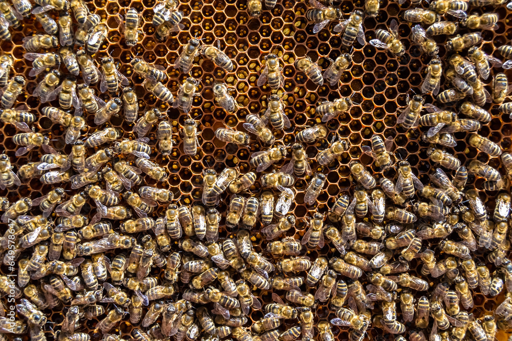 Abstract hexagon structure is honeycomb from bee hive filled Abstract hexagon structure is honeycomb from bee hive filled