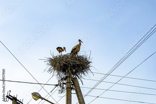Beautiful wing stork in wooden stick nest on street lamp