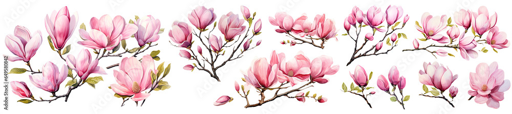 Set of Magnolia Watercolor, spring collection of hand drawn flowers , Botanical plant illustration , elegant watercolor ,cut out transparent isolated on white background ,PNG file ,artwork graphic. Set of Magnolia Watercolor, spring collection of hand drawn flowers , Botanical plant illustration , elegant watercolor ,cut out transparent isolated on white background ,PNG file ,artwork graphic.