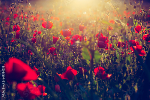 Red Poppy Field in the Morning Sun
