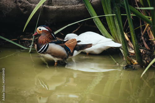 Birds in its natural dwelling photo