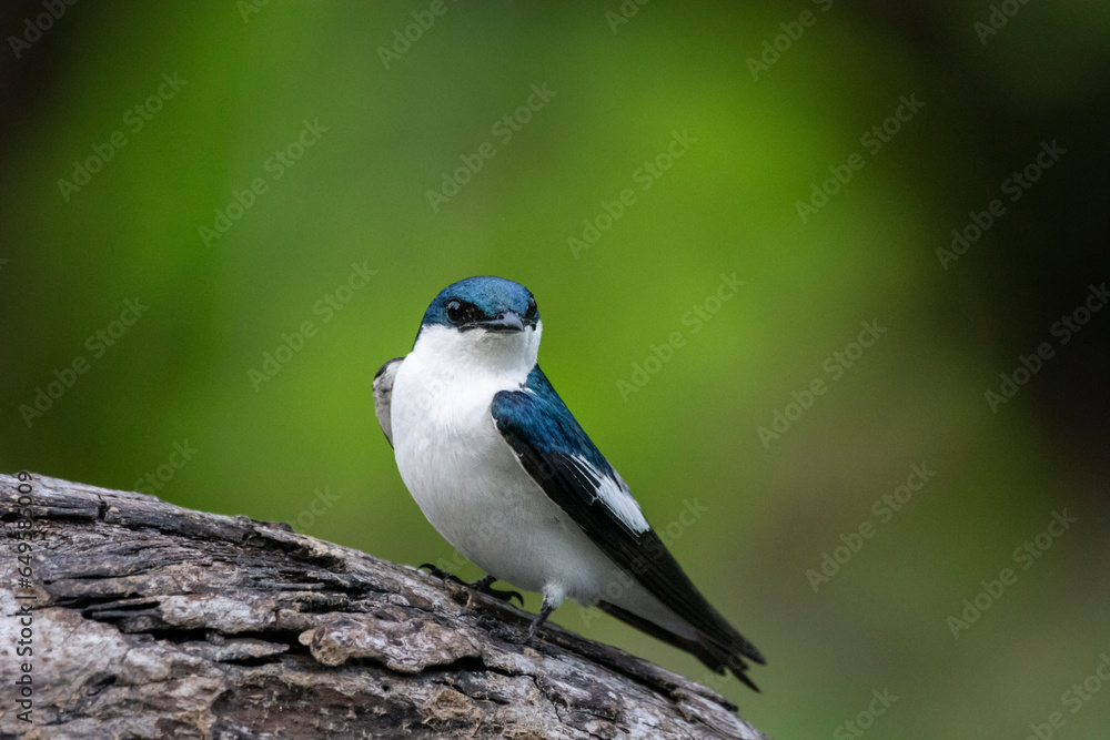 Obraz premium Beautiful view to White-winged Swallow (Tachycineta albiventer)