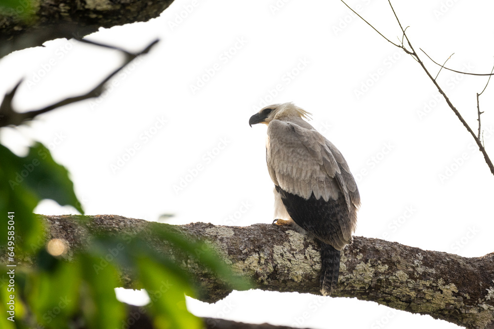 View to Harpy Eagle (Harpia harpyja) on tree branch in the amazon View to Harpy Eagle (Harpia harpyja) on tree branch in the amazon