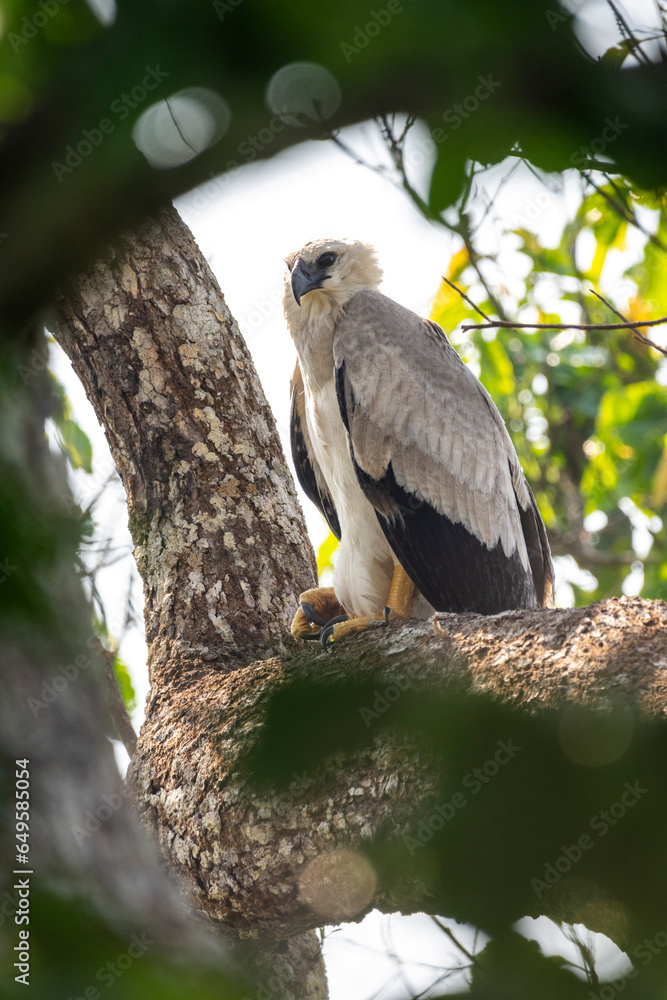 View to Harpy Eagle (Harpia harpyja) on tree branch in the amazon View to Harpy Eagle (Harpia harpyja) on tree branch in the amazon