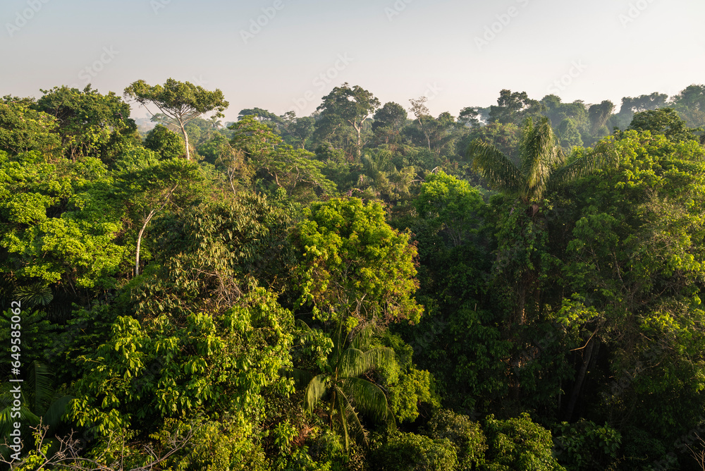 Beautiful view to dense green amazon rainforest near Nova Bandeirantes