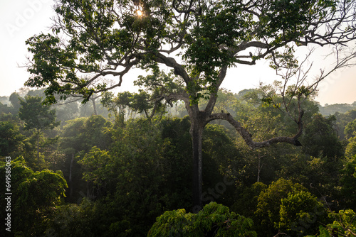 View to big Brazil Nut Tree in the green amazon rainforest photo