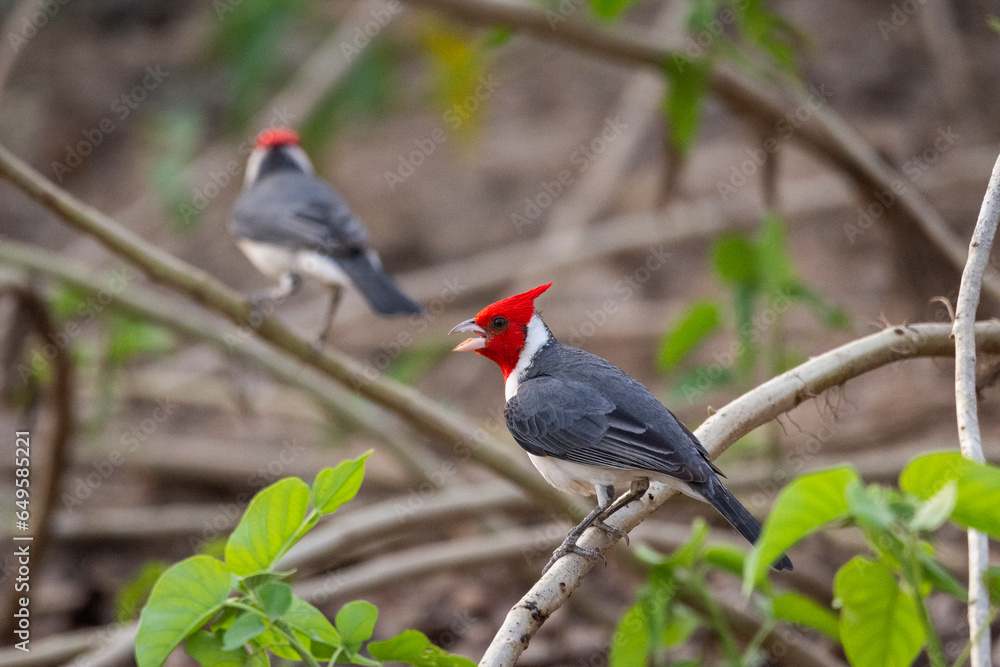 Beautiful view to Red-crested Cardinal (Paroaria coronata) Beautiful view to Red-crested Cardinal (Paroaria coronata)