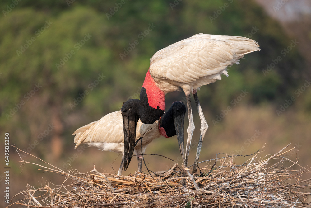 Fototapeta premium Couple of Jabiru Stork birds organizing nest branches in the Pantanal