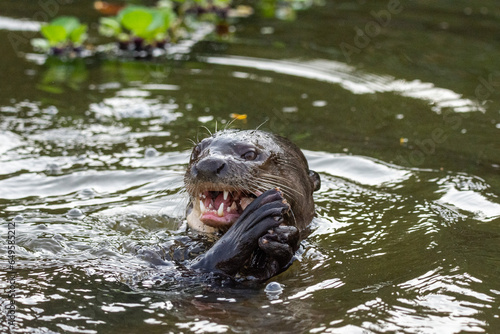 View to giant otter swimming and feeding on fish in Pixaim River photo