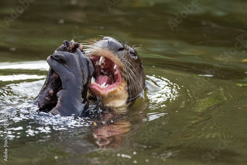 View to giant otter swimming and feeding on fish in Pixaim River photo