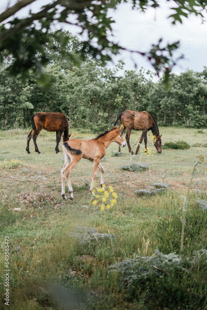 three foals eating in the field surrounded by trees three foals eating in the field surrounded by trees