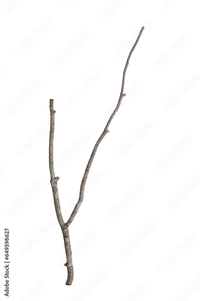 Fototapeta premium Photography Branch of dry tree isolated with white background