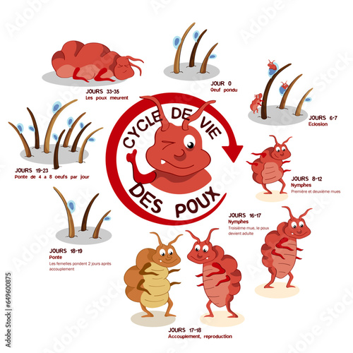 illustration sur le Cycle de vie des poux. Infographie vectorielle. Calques. Texte français