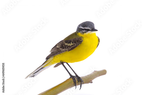 Western Yellow Wagtail isolated on white background © fotomaster