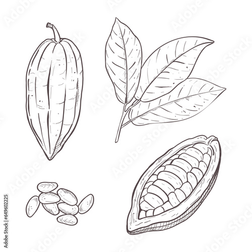 Vector illustration set of cocoa leaves, peeled and closed beans and seeds. Black outline of branch, graphic drawing. For postcards, design and composition decoration, prints, posters, stickers, menu