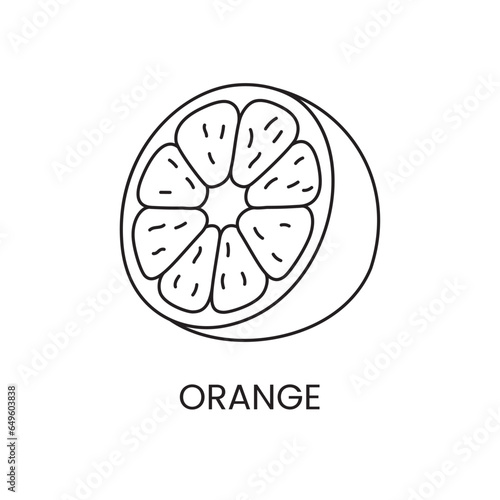 Orange line icon in vector, citrus fruit illustration