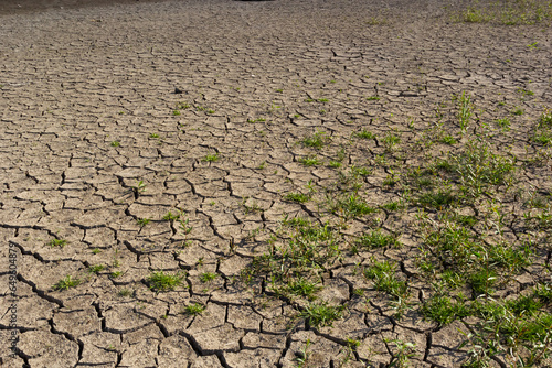 The concept of environmental restoration The growth of seedlings on cracked soil, cracked soil in the dry season affected by global warming causes climate change, water shortages