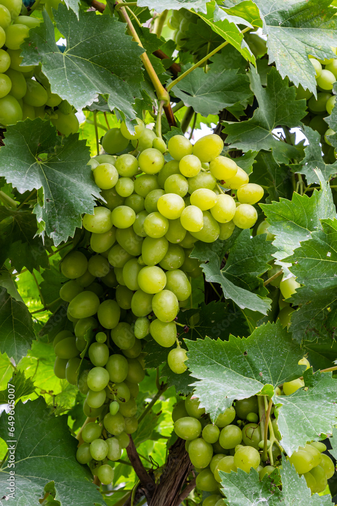 custom made wallpaper toronto digitalJuicy and tasty big bunches of ripe grapes on plantation bushes