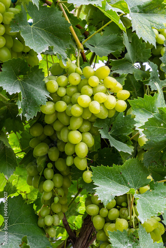Wallpaper Mural Juicy and tasty big bunches of ripe grapes on plantation bushes Torontodigital.ca