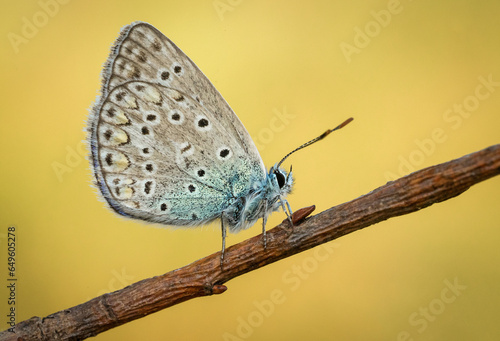 Fototapeta Śliczny kolorowy motyl na wiosennej łące