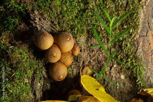 Forest mushroom. Common downy mushroom - Lycoperdon perlatum - growing in green moss in autumn forest