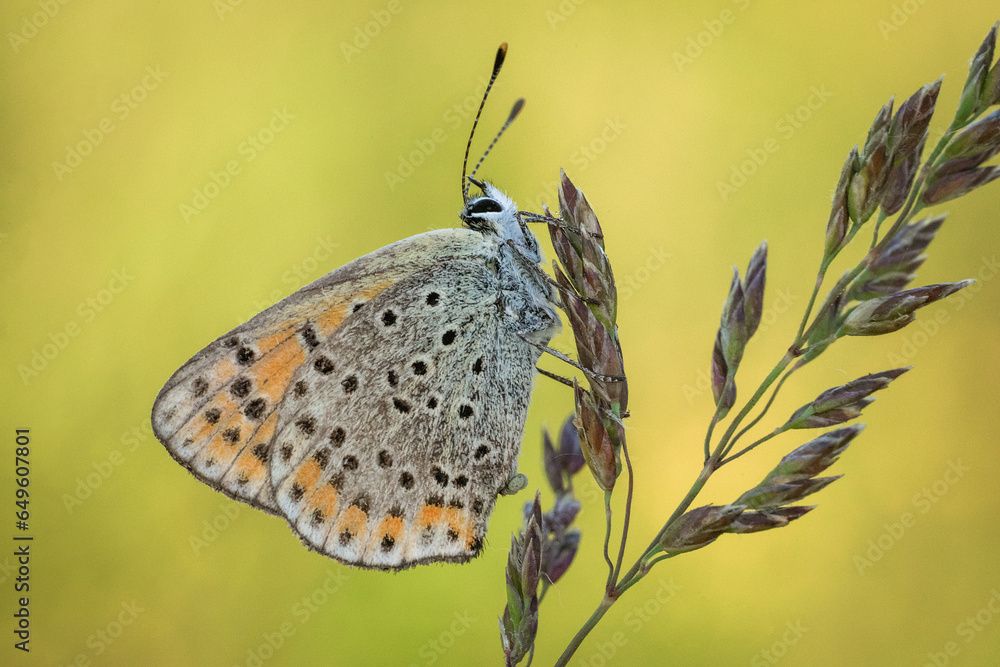 Śliczny kolorowy motyl na wiosennej łące - obrazy, fototapety, plakaty 