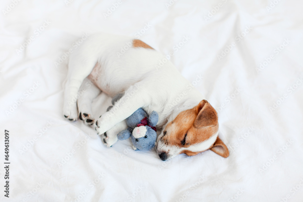 Obraz premium Cute pupppy dog sleeping in bed with fluffy toy