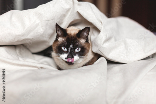 Beautiful gray cat looks out from under the blanket and licking
