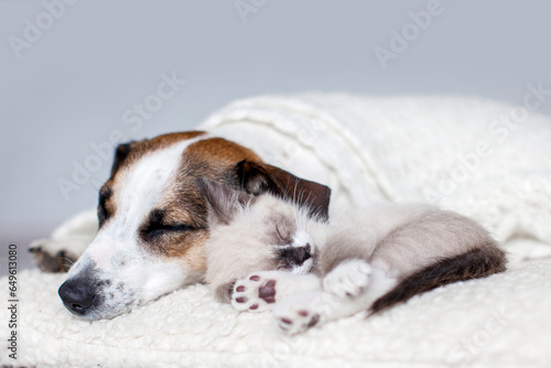 Cat and dog lying together on white blanket © Tatyana Gladskih