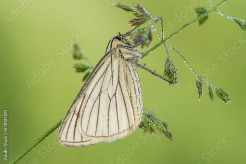 Piękny biały motyl na wiosennej polanie