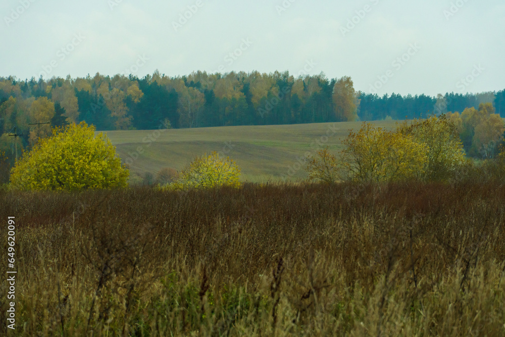 Forest landscape during fog. Gray clouds after the rain hung over the coniferous forest. Saturated colors in the forest due to high humidity. Forest landscape during fog. Gray clouds after the rain hung over the coniferous forest. Saturated colors in the forest due to high humidity.