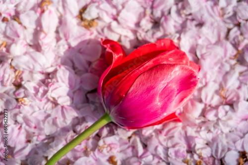 桜の花びらとチューリップ