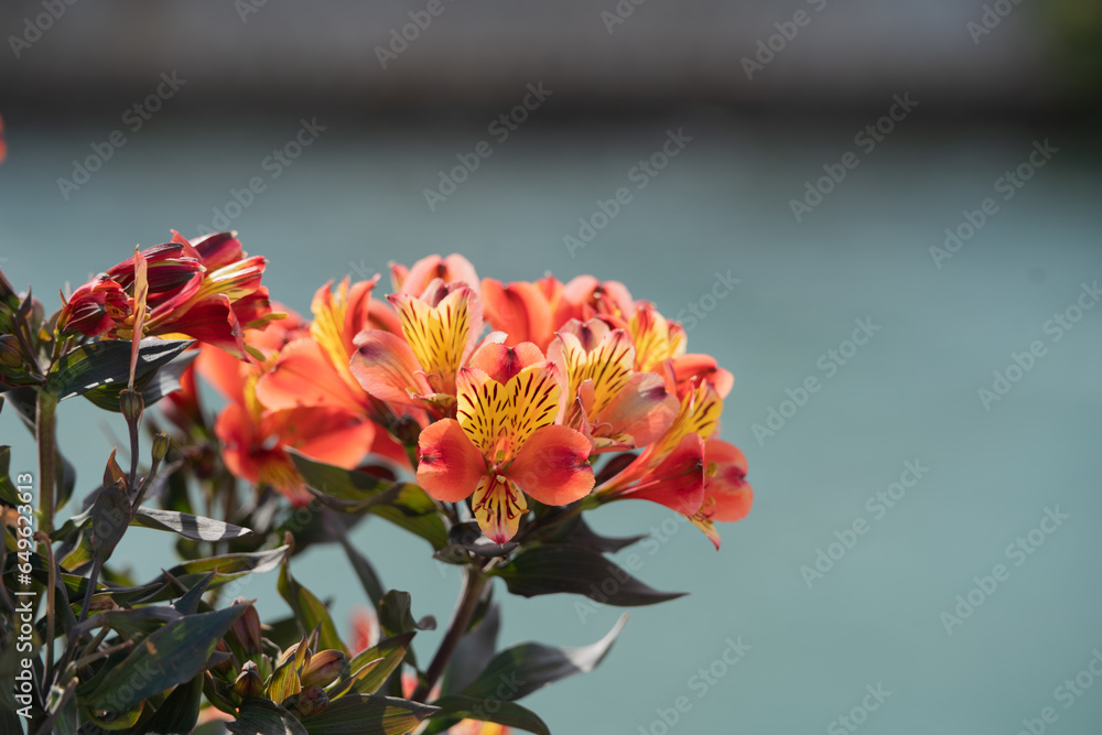 Alsteroemeria Alsteroemeria