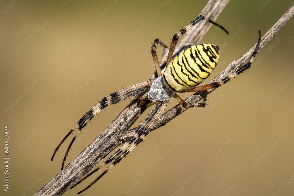Piękny barwny pająk na wiosennej łące - obrazy, fototapety, plakaty 