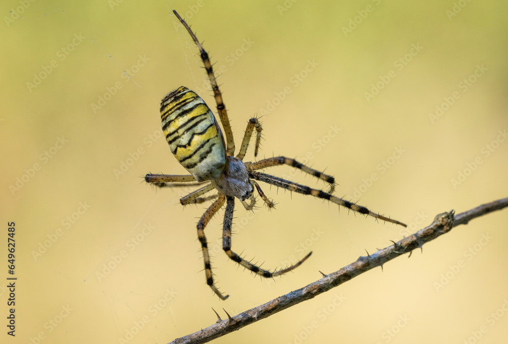 Piękny barwny pająk na wiosennej łące - obrazy, fototapety, plakaty 
