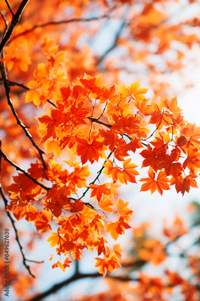 colourful autumn landscapes. AI generativ. colourful autumn landscapes. AI generativ.