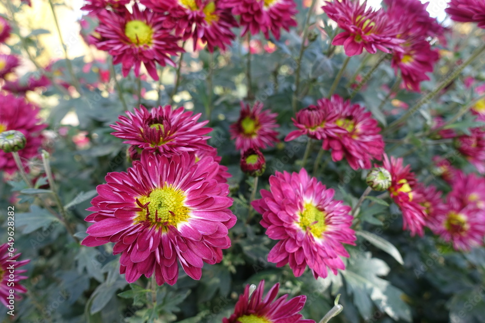 Rose pink and yellow flowers of Chrysanthemums in mid November Rose pink and yellow flowers of Chrysanthemums in mid November