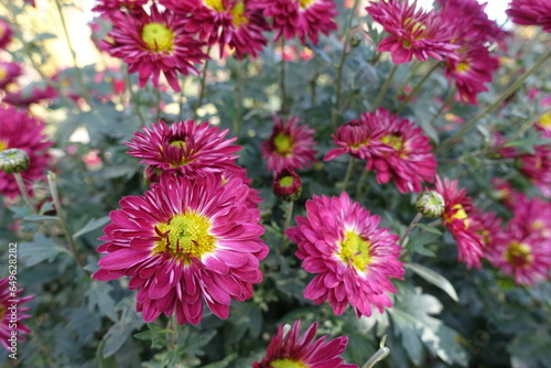 Rose pink and yellow flowers of Chrysanthemums in mid November