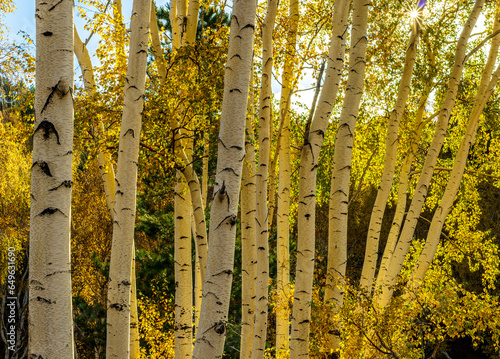 yellow autumn landscape of beautiful birch tree forest with season fall leaves   green pines  bushes and blue sky on background