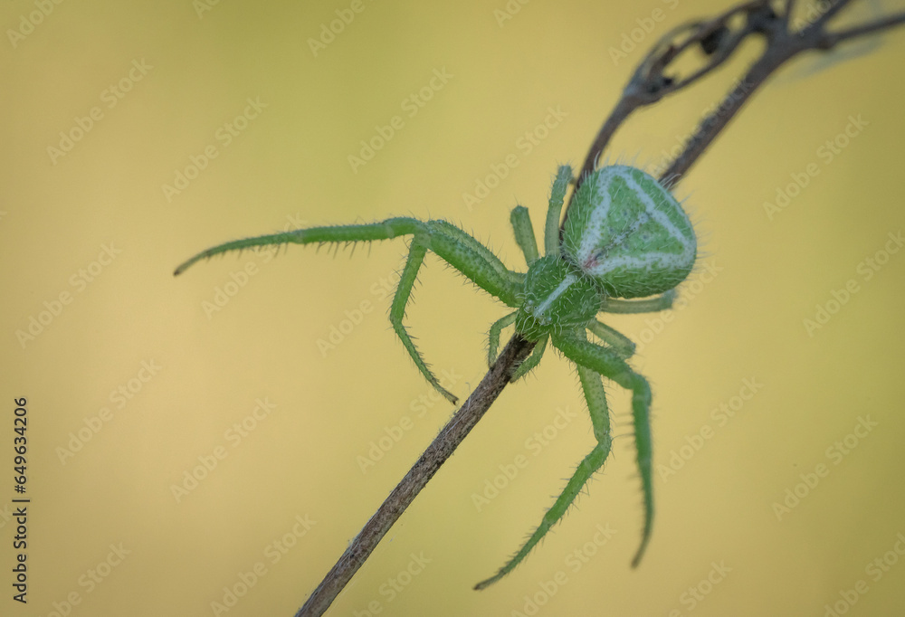 Śliczny zielony pająk na wiosennej łące - obrazy, fototapety, plakaty 